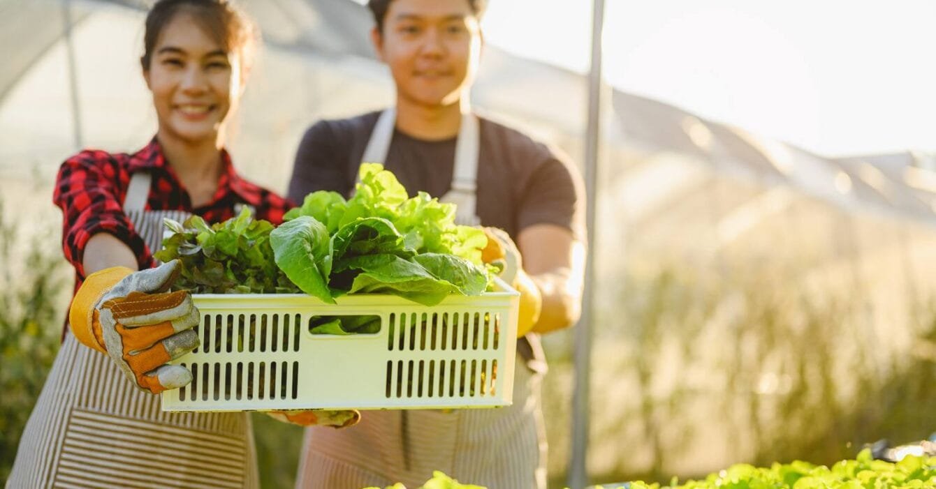 Cambodia Agricultural Export Growth: Two individuals in a greenhouse holding a basket of fresh, green lettuce, surrounded by vibrant rows of growing plants.