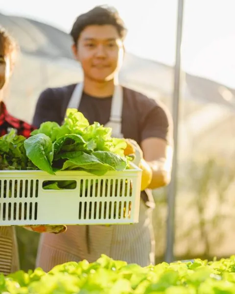 Cambodia Agricultural Export Growth: Two individuals in a greenhouse holding a basket of fresh, green lettuce, surrounded by vibrant rows of growing plants.