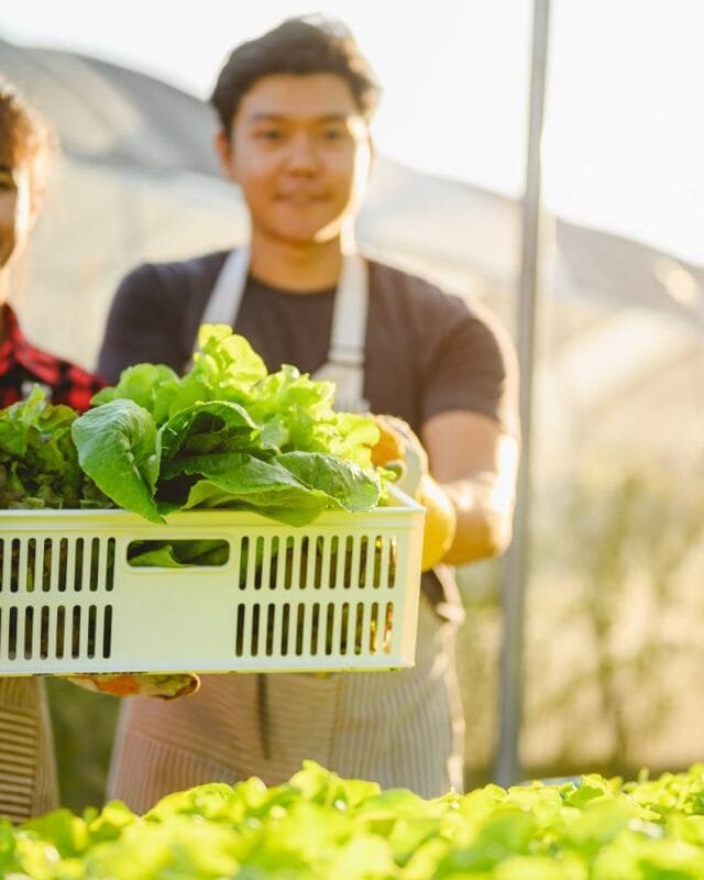 Cambodia Agricultural Export Growth: Two individuals in a greenhouse holding a basket of fresh, green lettuce, surrounded by vibrant rows of growing plants.
