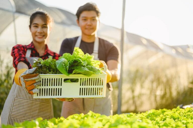 Cambodia Agricultural Export Growth: Two individuals in a greenhouse holding a basket of fresh, green lettuce, surrounded by vibrant rows of growing plants.