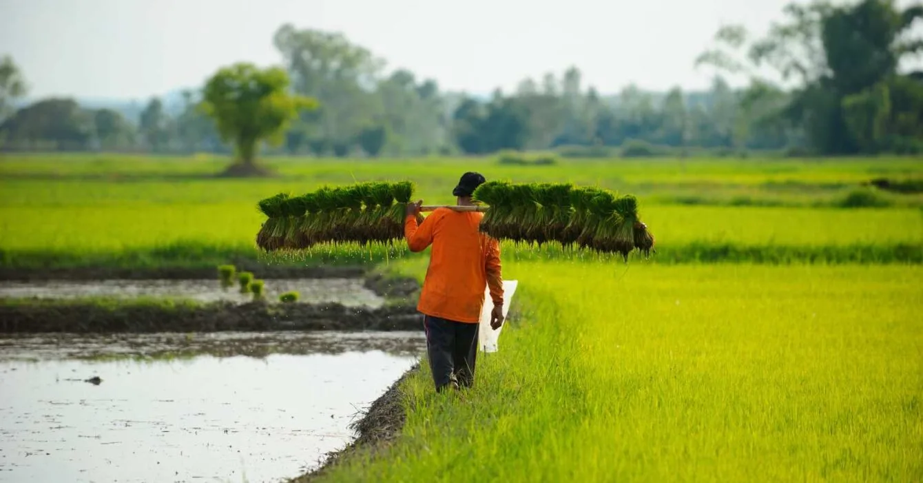 42(1) Cambodia Agricultural Export Opportunities: A farmer carries a bundle of young rice plants on his shoulder, walking through vibrant green rice fields under a clear sky.