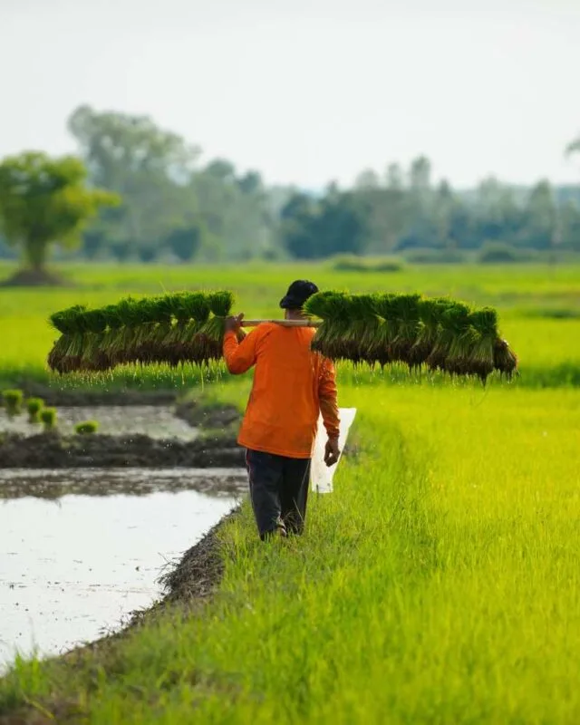 Cambodia Agricultural Export Opportunities: A farmer carries a bundle of young rice plants on his shoulder, walking through vibrant green rice fields under a clear sky.