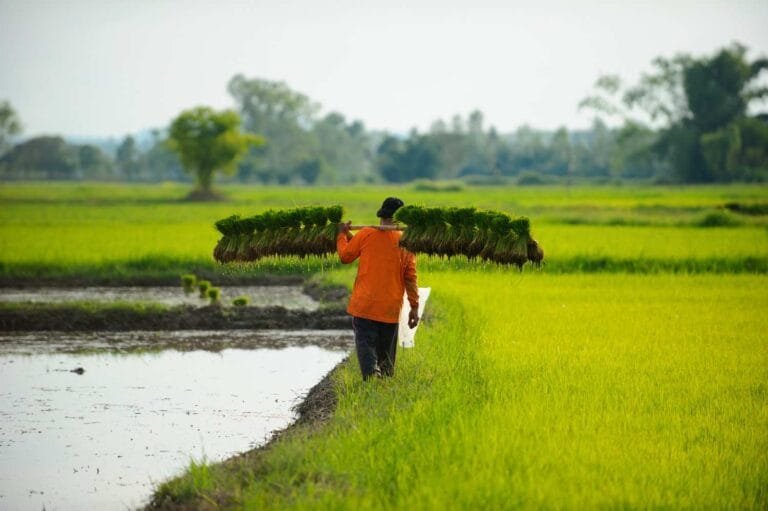 Cambodia Agricultural Export Opportunities: A farmer carries a bundle of young rice plants on his shoulder, walking through vibrant green rice fields under a clear sky.
