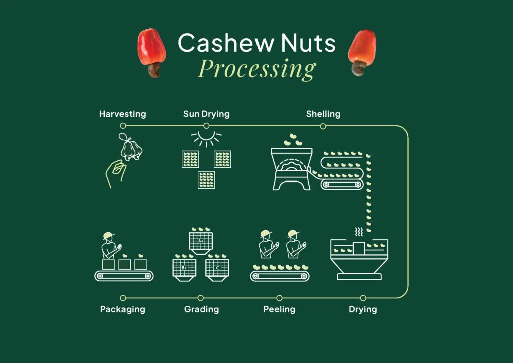 Cambodia cashew processing: Illustration of cashew nut processing stages: harvesting, sun drying, shelling, peeling, grading, and packaging on a green background.